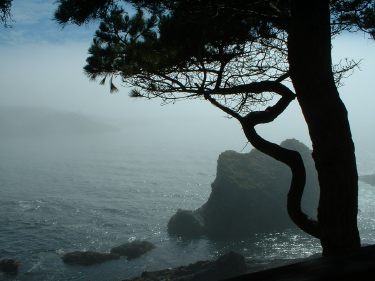 A foggy day on the Mendocino Coast